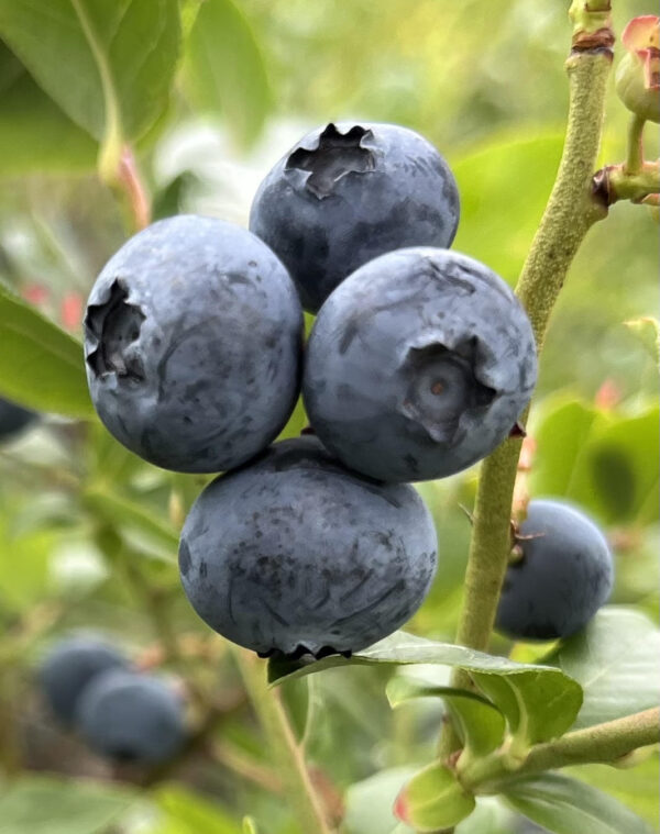 Blueberries