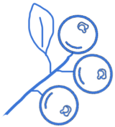 line drawn blueberries on a branch